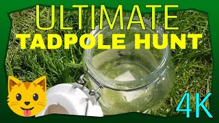 🐸Ultimate tadpole hunt in amazing 4K❗ [upl. by Asinet648]