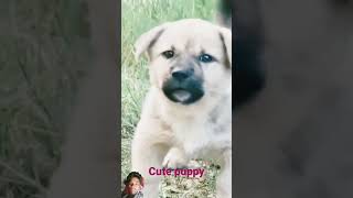 Cute puppy Full dog puppy doglover cute [upl. by Abixah]