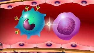 Vaccines and the Immune Response How Vaccines Work [upl. by Backler381]