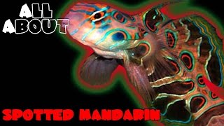 All About The Spotted Mandarin DragonetGoby [upl. by Marabel]