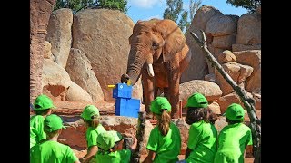 Enriquecimiento ambiental de elefantes en Expedición África Verano 2018 [upl. by Harris]