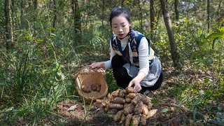 （乌天麻）Gastrodia elata looks like a bug make it into Chinese food ｜药材一样可以做成中国美食｜野小妹 wild girl [upl. by Saberhagen]