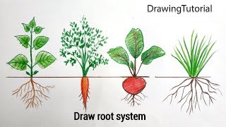 How to Draw root system tap rootfibrous root Step by Step Very Easy [upl. by Gabrielle855]