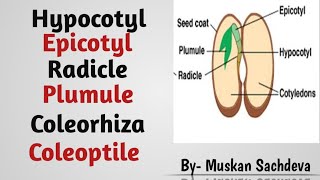 Radicle Plumule Epicotyl Hypocotyl Coleoptile and Coleorhiza in seed [upl. by Mak]