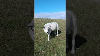 Sheep eating at Texel island  the Netherlands farming cuteanimals sheepfarming [upl. by Jak]