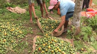 TAMUL BETEL NUT BUSINESS MAKING IN ASSAM UDALGURI [upl. by Hercule125]