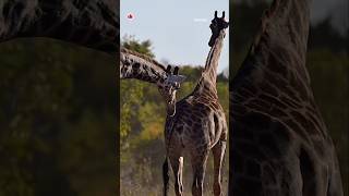 Do you know how Giraffes mating ritual is🦒🦒🍀wildlife giraffe shorts animal explore yt nature [upl. by Anesor999]