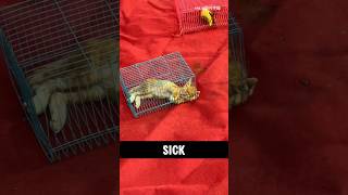 Saving a Sick Kitten A Heartfelt Journey [upl. by Rie]