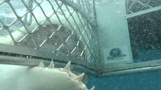 great white shark attacks cage neptune islands south australia [upl. by Robbyn]