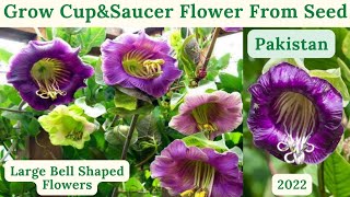 How To Grow Cup amp Saucer Vine Flower From Seed  Cobaea Scandens Flower  Rare Garden  Urduहिंदी [upl. by Towers]