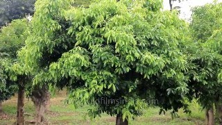 Silkworm farm with host trees for sericulture caterpillars in Mizoram [upl. by Ennayehc]