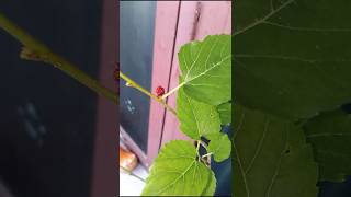 mulberry plant తీసుకొచ్చాను కానీ mulberry plants garden minigarden ytshorts shorts [upl. by Chilton35]