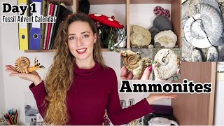 AMMONITES  Day 1 Fossil Advent Calendar [upl. by Ajan245]