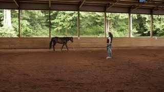 How to Get My Horse to Canter on the Lunge Line  Equestrian Information [upl. by Vickie470]