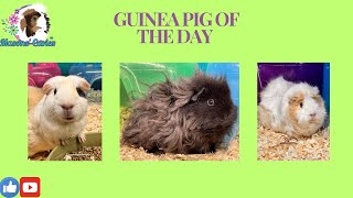 Guinea pig of the day [upl. by Solotsopa52]