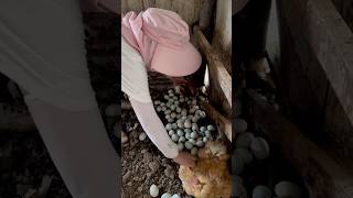 Amazing Chicken Eggs chicken eggs harvest viral animal poultry chickeneggs wildlife birds [upl. by Eade]