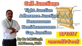 Cell Junctions  Tight Adherence Desmosomal  Gap Junction  Human Anatomy amp Physiology  BP101T [upl. by Randi]