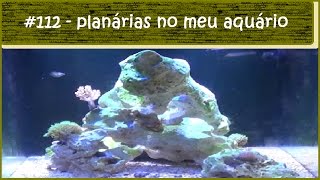 Planárias no meu aquário marinho [upl. by Nickolas]