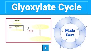 Glyoxylate cycle step by step [upl. by Nonahs]