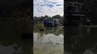 Giant Murray River 🐢 Boatel Mildura Houseboat [upl. by Maleeny]