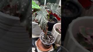 Begonia are so underrated Stunning houseplants indoorplants plants plantcare houseplantlover [upl. by Denn803]