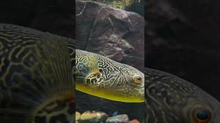 Explore Denmarks National Aquarium in 4K for FREE Travel Vlog 24 Day24 aquarium аквариум [upl. by Bainbridge909]