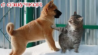 Приколы с котами НОВЫЕ смешные коты и собаки УГАРНАЯ ОЗВУЧКА и смешные животные [upl. by Des805]