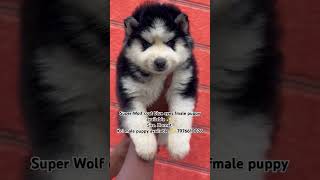 Super Wolf coat blue eyes fmale puppy available ✨ Sire Hornet Kci male puppy available ✨ 7976610026 [upl. by Chlores303]