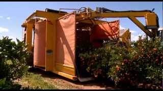 Citrus harvesting in Australia with a Nelson Harvester [upl. by Siramad]