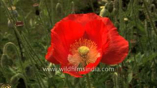 Red Poppy Papaver Flower [upl. by Cilka494]