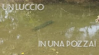 Il recupero di un luccio intrappolato in una pozza dacqua [upl. by Sue415]