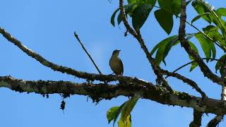 Tropical Wren Troglodytes musculus clarus singing French Guiana [upl. by Iahcedrom582]