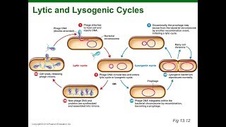 Virus Lysogenic Cycle Animation HD [upl. by Ikilisav]