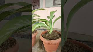 Dafan Plant  Best indoor plants  Dieffenbachia Plant  care of Plant [upl. by Frodina]