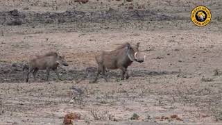 Warthogs On The Move [upl. by Hudnut]