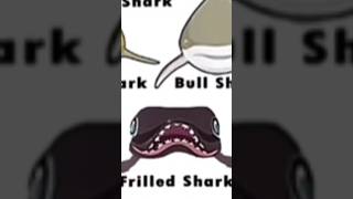 Frilled shark 💀 tiktok youtubeshorts capcut viral foryou shark sharkfaces [upl. by Charlotte]