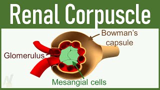 02 Nephron Structure Renal Corpuscle [upl. by Nivrac331]