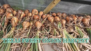 HARVESTED TEXAS SWEET ONIONS backyardvegetablegarden [upl. by Duomham]