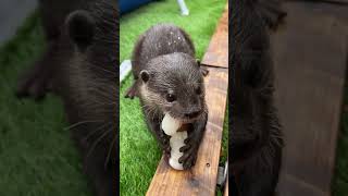 Otters are eating scallops and swimming in a pool [upl. by Balling]