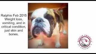 Dr Kraemer Vet 4 BUlldog  Bulldog Intestinal Obstruction [upl. by Rozella]