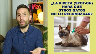 ¿El olor que deja la pipeta spot on en mi gato hará que otros gatos no lo reconozcan [upl. by Eelessej]