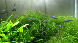 Manjas Sundadanio axelrodi blue  Rasbora axelrodi blue [upl. by Niwrad]