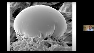 Exploring the fascinating development of cannabinoidproducing trichomes  Zamir Punja PhD [upl. by Golightly430]