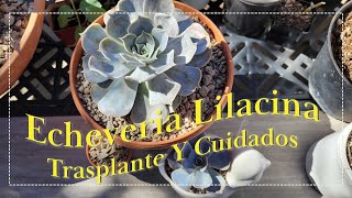 Echeveria Lilacina Trasplante Y Cuidados [upl. by Carley705]