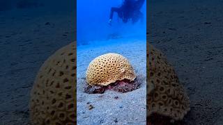 Named it stahlhelm coral 👌🤔 ww2 germany helmet military diving nature aquarium qatar [upl. by Nivi130]