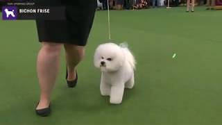 Bichons Frises  Breed Judging 2020 [upl. by Moss512]