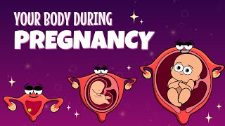 Your Organs When Youre Pregnant  Organismo [upl. by Lavinia]