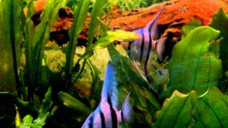 Blauer Skalar Pterophyllum scalare blue [upl. by Kidd]