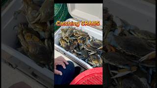 CATCHING A Lot Of CRABS 🦀🦀 crab crabbing fishing fishing shorts BayouPete [upl. by Markos]