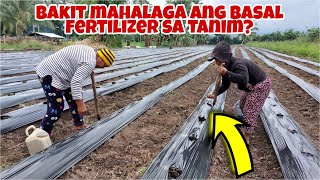 How to Apply Basal Fertilizer After Land Preparation Panoorin [upl. by Wilona]